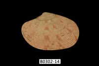 藏品(文文橫簾蛤)的圖片